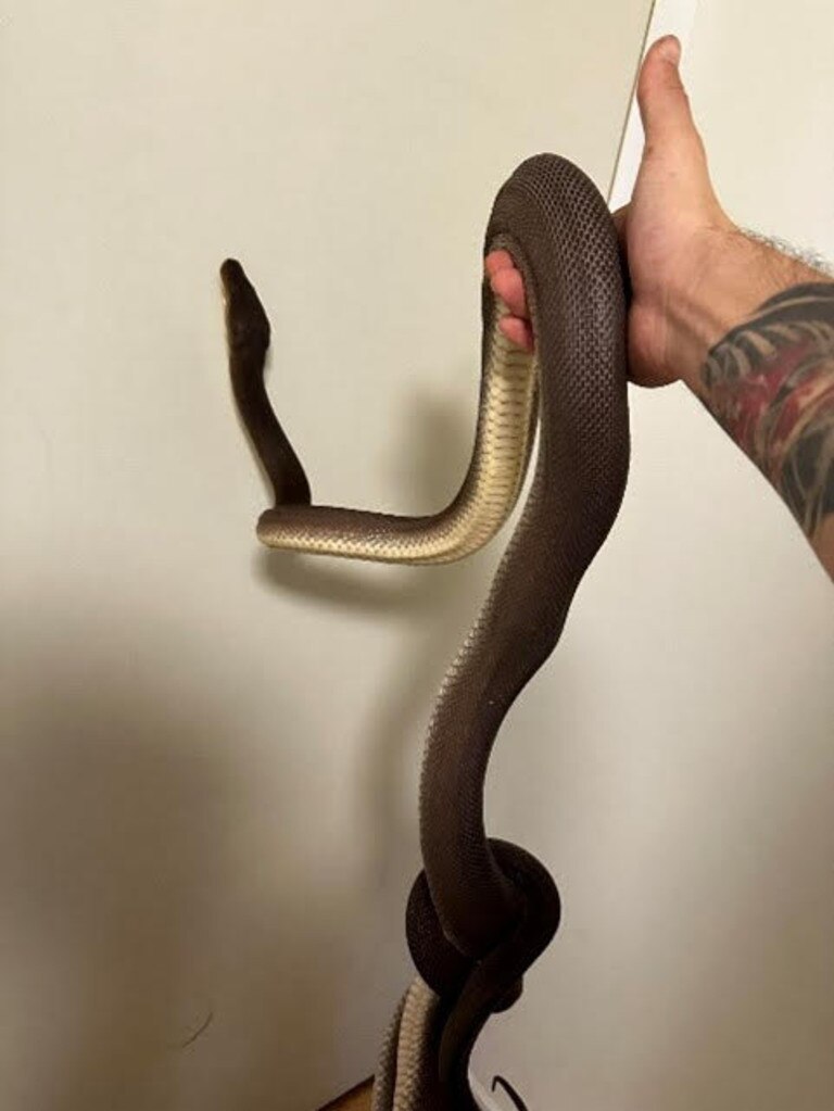 One of the dark olive green pythons.