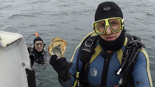 Project launched to restore shellfish reefs to Hobsons Bay | Herald Sun