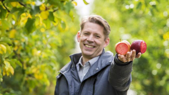 Coming soon: Rowan Little with new Kissabel apples, which will be available to consumers in the autumn of 2021. Picture: Zoe Phillips