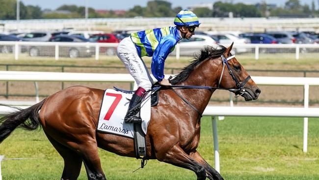 Attrition on the way to the barriers prior to the running of  the Lamaro's Hotel Futurity Stakes at Caulfield Racecourse on February 24, 2024 in Caulfield, Australia. (Photo by Scott Barbour/Racing Photos via Getty Images)