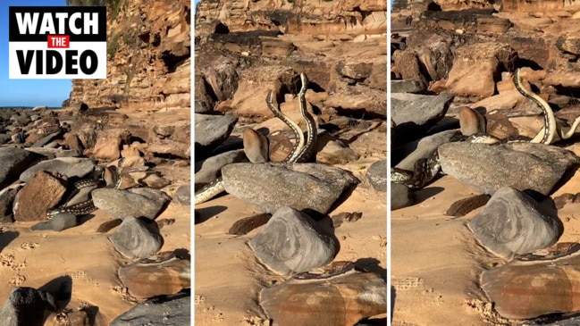 WATCH: Incredible footage shows massive pythons in heated fight