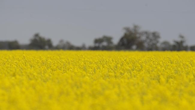 NSW farmers now have access to the full gamut of genetically modified crops as a result of the lifting of a moratorium last week.