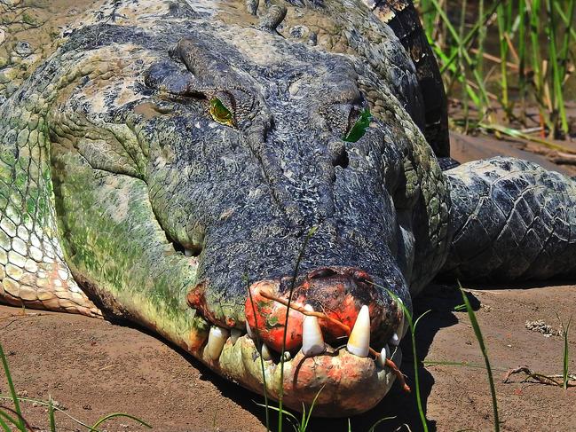 The Daly Devil likely lost most of his top jaw to another croc. Picture: Alex Julius