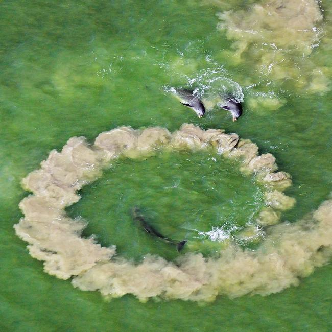 A bottlenose dolphin creates a mud ring to drive fish toward its waiting companions in Florida Bay. Picture: @brianskerry/National Geographic