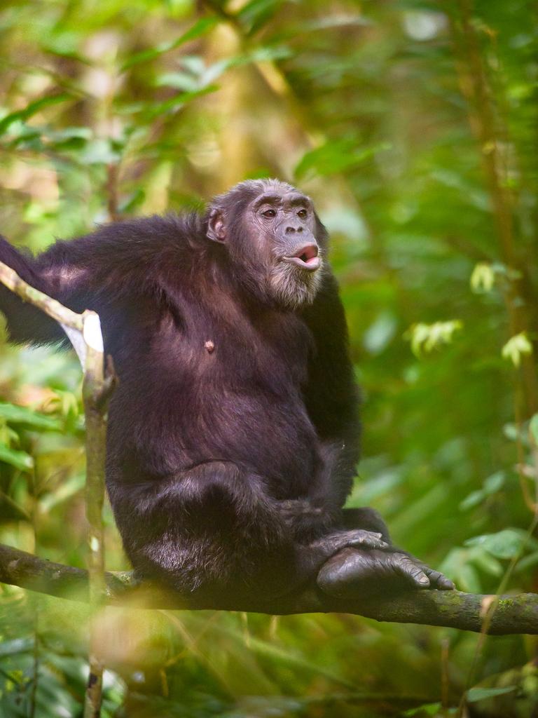 Chimpanzee. Picture: Margot Raggett/ Remembering Great Apes