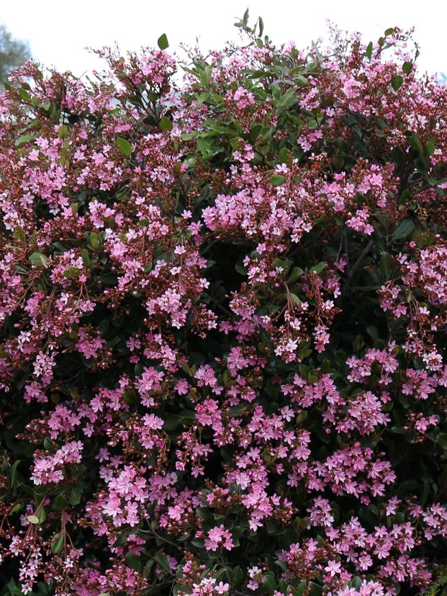 Rhaphiolepis ‘Cosmic Pink’