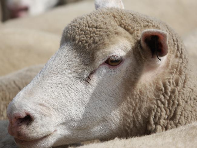 Casterton sheep sale draws top prices