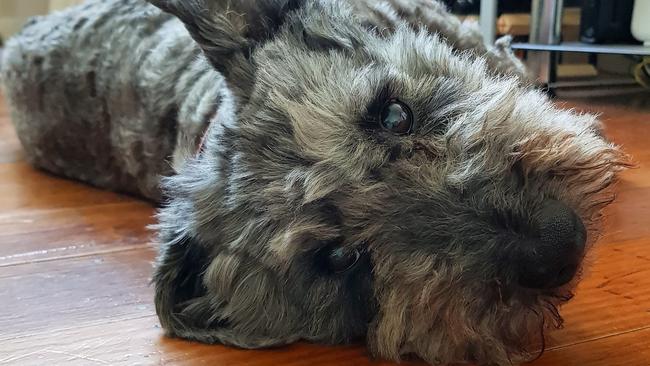 At least three dogs have been poisoned in South Yarra and Armadale.