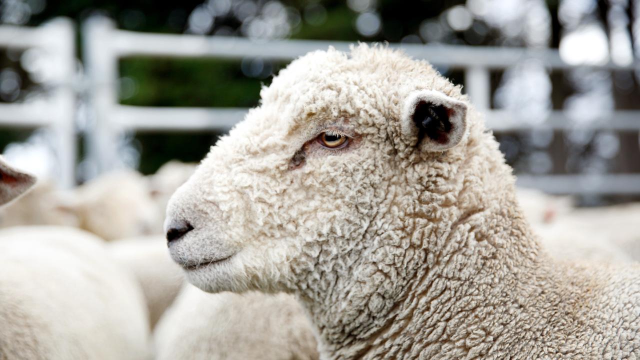 Brisbane school: Rochedale State High School sheep killed by dogs | The ...