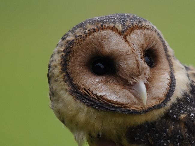 AT RISK: The masked owl. Picture: ERIC WOEHLER