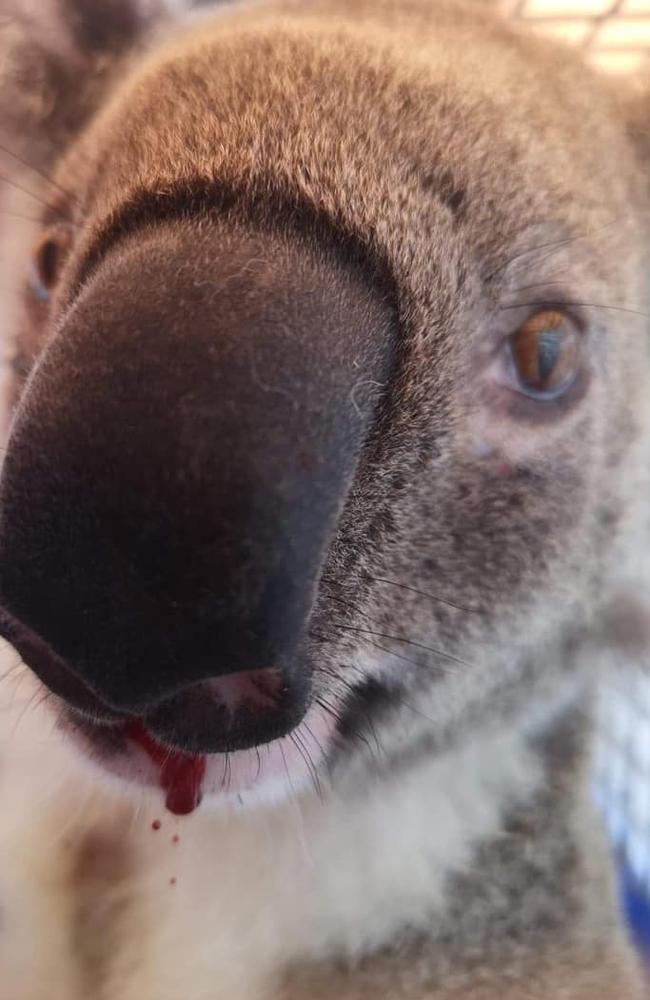 Microsoft the Koala was hit by a car but survived. Picture: Moreton Bay Koala Rescue Facebook