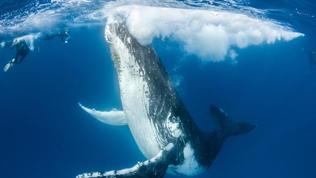 6 whale watching spots to fire up your Instagram in Hervey Bay | escape ...