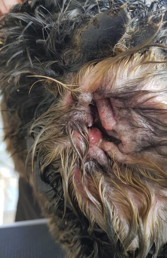 Leroy the Cocker Spaniel had a severely infected ear.