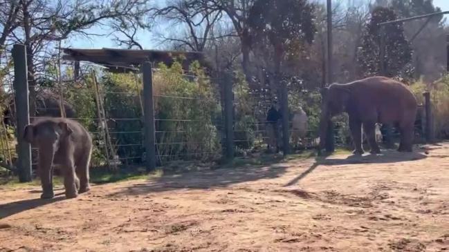 Baby Elephant at Fort Worth Zoo ‘Predicts’ Super Bowl Win for LA Rams