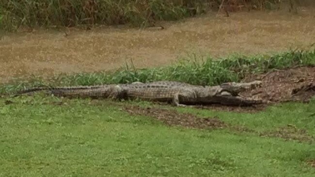 Croc spotted at Louisa Creek. Picture Gav Nackas