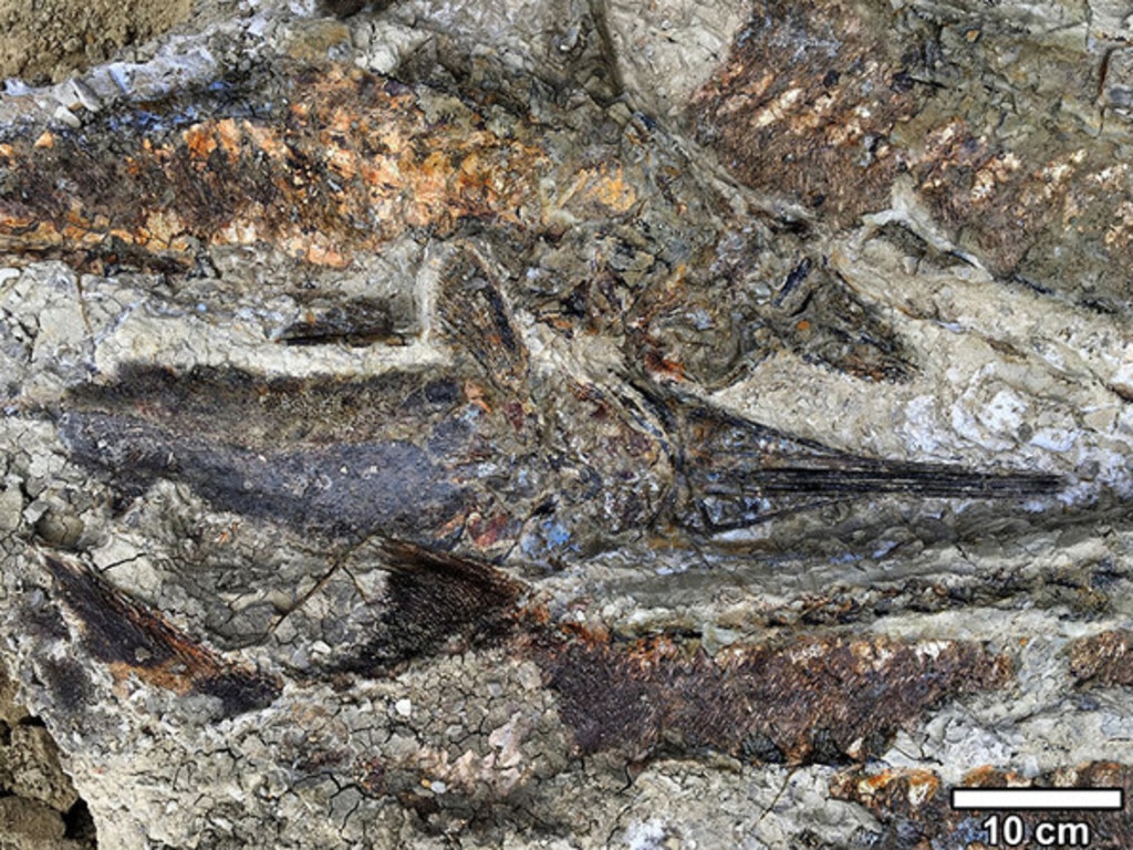 Fossil fish from the Tanis site. Picture: Robert DePalma