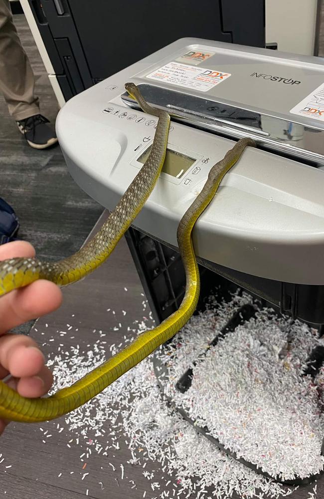 Shredda the snake found himself in an uncomfortable position, after shaving part of his tail off while slithering out of a paper shredder. Picture: Snake Catchers Brisbane, Ipswich, Logan &amp; Gold Coast/Facebook.