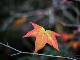 The days are getting shorter, and cooler. Picture: Liz Martin