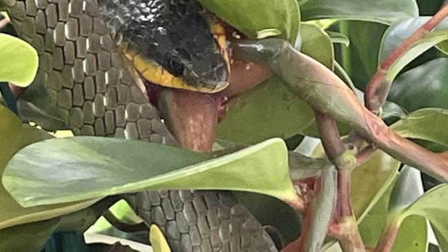 A green tree snake made short work of a frog in a Granville backyard.