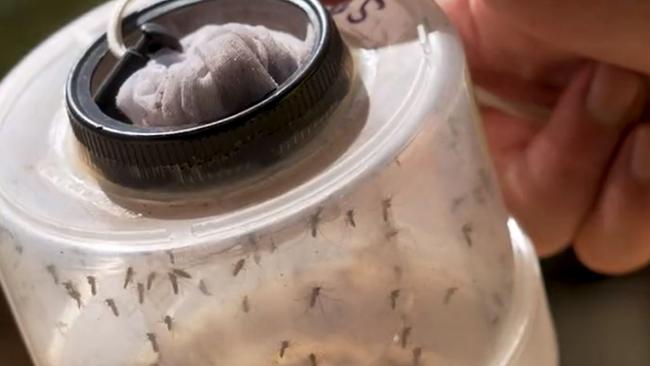 A mosquito surveillance officer in Shepparton traps mozzies for testing. Picture: Twitter @VicGovDH