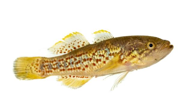 The Southern Purple Spotted Gudgeon (Mogurnda adspersa) is the ultimate survivor. Picture: Doug Gimesy