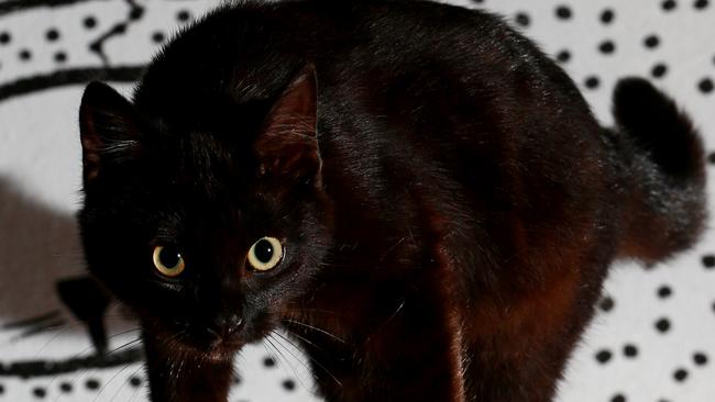 Scary or old superstition? Black cats send a shiver down some superstitious spines.