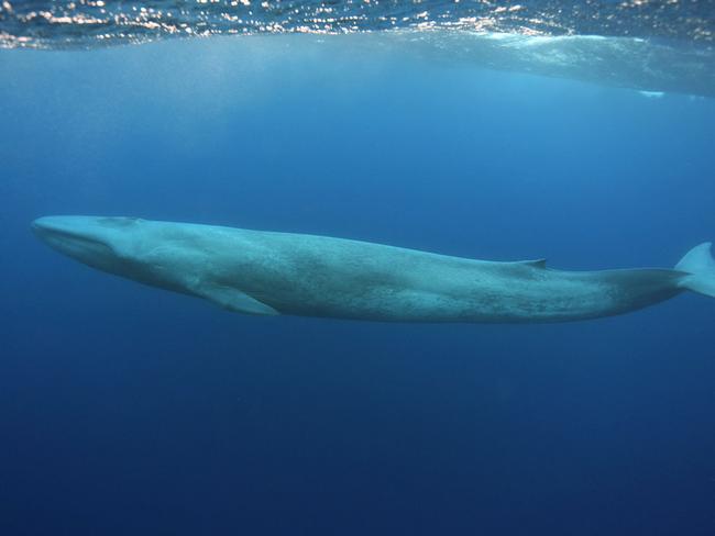 Top 5 must do dives in the world We Sri Lanka Blue Whale dive