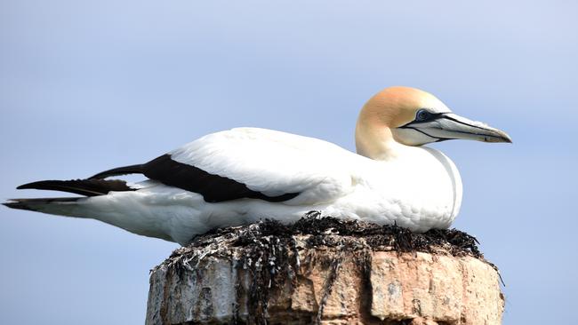 An Australasian gannet. Picture: Jason Sammon