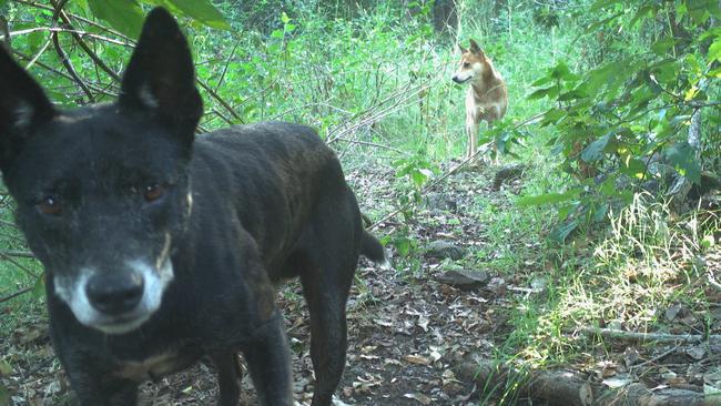 North Coast Local Land Services have issued warnings to pet owners after a spate in pet kills from wild dogs. Picture: Local Land Services