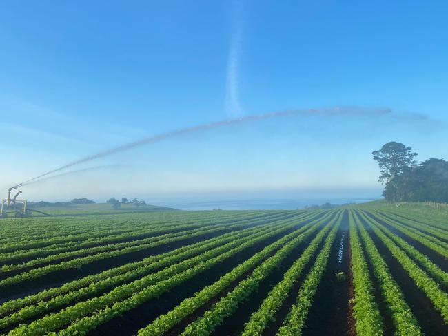 West Pine Ag - Horticulture operation Penguin, Tasmania. PICTURE: Supplied.