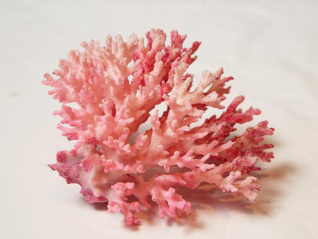 Antique coral: I really love antique coral and some of the coral pieces are a 100 years old. Some of the specimens are amazing they are like mini sculptures. I feel like I am preserving history owning and keeping them safe.