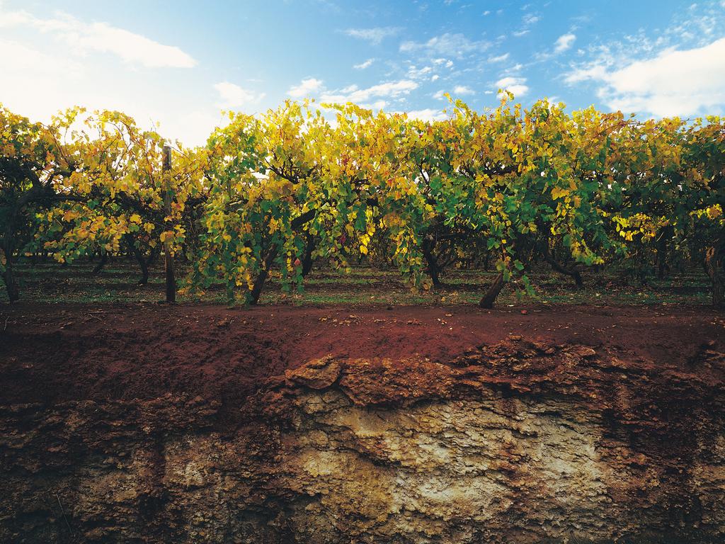 <h2>8. Coonawarra</h2><p>Accessible by both car and plane, and around four hours southeast of Adelaide, the <a href="https://coonawarra.org/" target="_blank" rel="noopener">Coonawarra</a> region is renowned for its delicious wines, particularly its cabernet sauvignon. <a href="http://penola.org/" target="_blank" rel="noopener">Penola</a> is one standout place to go for your tipples, and to admire the famous rich, red terra rossa soil, which is what gives the wine region its incredible grapes. Head over in May for the <a href="https://artsfestival.com.au/" target="_blank" rel="noopener">Arts Festival</a>, to sample fine food, wine and browse fabulous art, for which the town is closely linked. Picture: South Australian Tourism Commission / Milton Wordley</p>