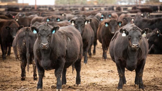 Despite being in a herd rebuilding phase, cattle production in the United States is at higher levels than last year.