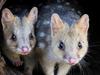 Native species get critical lifeline