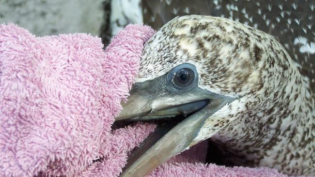 The juvenile Australasian gannet rescued from Dreamtime Beach at Fingal Head by Tweed Valley Wildlife Carers.