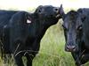 Sweet spots in cattle prices