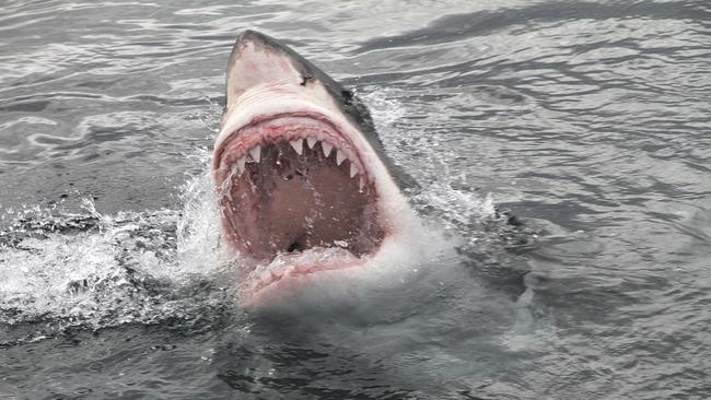 ‘Don’t say attack’ – PC push to play down shark threat