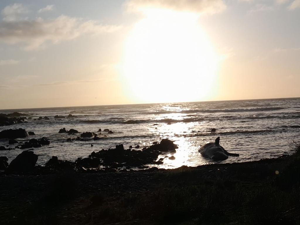 At least 14 young male sperm whales have died after a mass stranding on King Island. Picture: Sarah Baldock