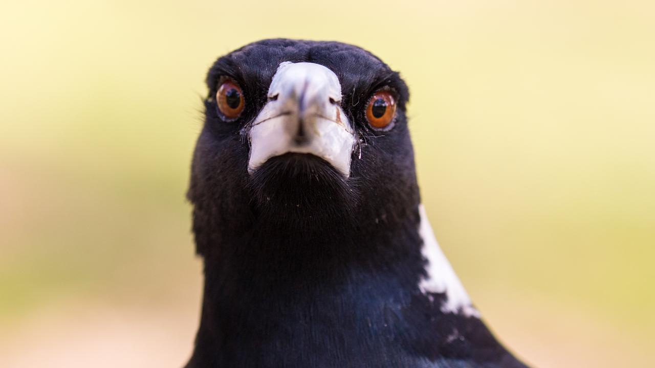 South Australia’s magpie swooping hot spots revealed | The Advertiser