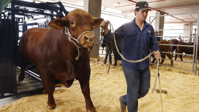 Brendan Childs from Dingo, west of Rockhampton, leads grand champion bull Comrade out after weighing in at the Ekka on Sunday at 1026kg. Picture: Lachie Millard