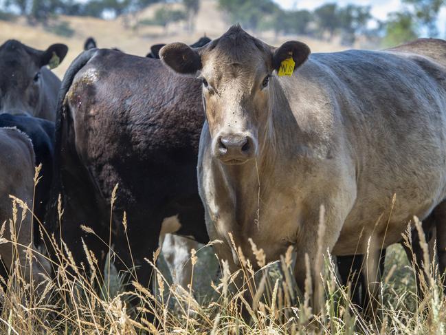 Record number of cattle stolen in Victoria