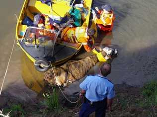 A trapped cow had to be rescued in a joint mission by Lismore City Council, Police and SES on Monday after she literally got stuck in the mud in Leycester Creek.