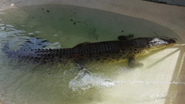 A 4.2 metre long croc found at Biboohra near Mareeba on Monday, November 14. Picture: Supplied