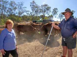 Carolyn Becker on her property at Ropeley. The Beckers have been forced to feed their cattle waste produce due to the severity of the drought. Picture: Dominic Elsome