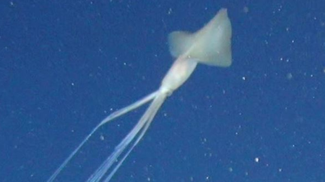 CSIRO researchers sight bigfin squid in Great Australian Bight | news ...