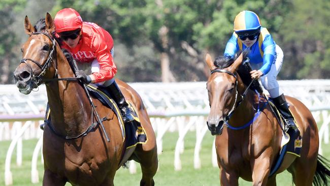 Gold Symphony, left, has been well backed to win the Civic Stakes.