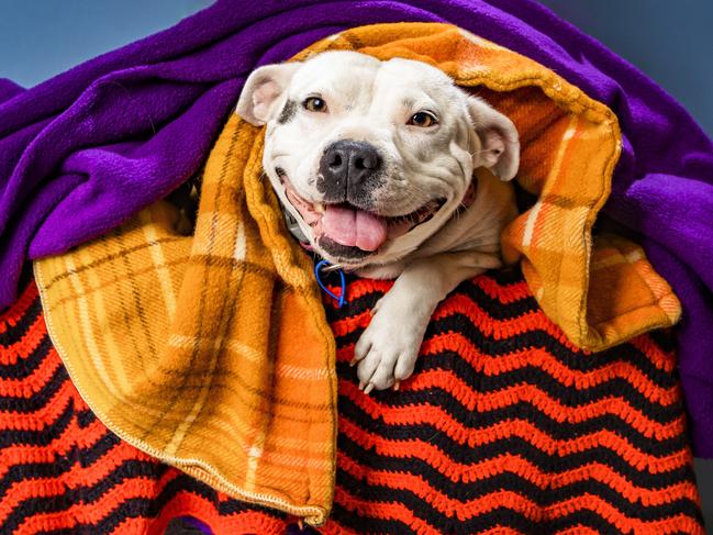 RSPCA Queensland is reminding pet owners to keep their pets warm this winter and are doing a call out for donations across their shelters for blankets and dog coats.Rugged up ÃTinkabellÃ is a 4 year old staffy available for adoption at the RSPCA Brisbane Animal Care Centre.She is a sweet, friendly, well-mannered girl looking to warm the heart of whoever chooses her. She came to us via Mackay and has been in foster care recovering from heartworm.Picture: NIGEL HALLETT