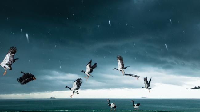 Magpie Geese take flight as storms move across Darwin Harbour. Picture: Glenn Campbell