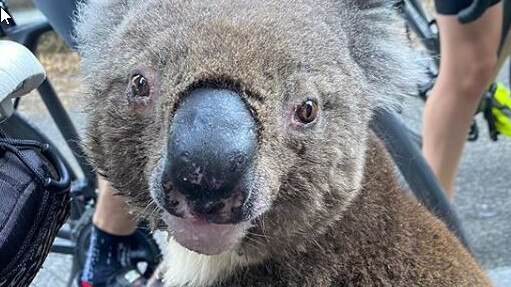 Koala Stops South Australian Cyclist To Drink Water Video