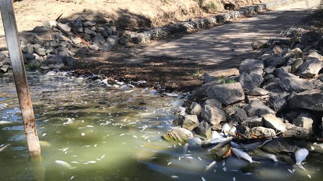 Disturbing images of dead Murray Cod along the Darling River near Menindee. Tweet from Senator Rex Patrick @Senator_Patrick/Twitter.